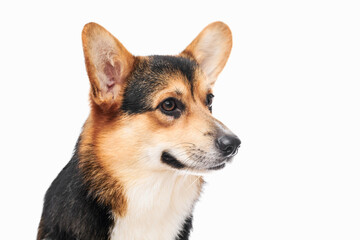 Pembroke Welsh Corgi portrait isolated on white studio background with copy space, purebred dog