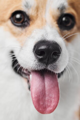 Pembroke Welsh Corgi on studio background, close-up portrait of smiling dog showing tongue