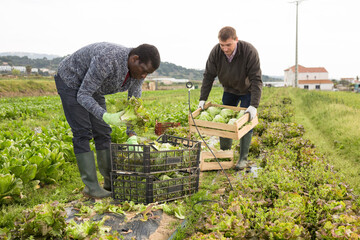 Focused farm workers arranging freshly harvested green leaf lettuce in crates on vegetable...