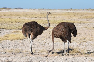 Strauße (struthio camelus) im Etoscha Nationalpark in Namibia. 