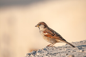 Side view of a cute house sparrow on a concrete floor. Blurred background (Passer domesticus).
