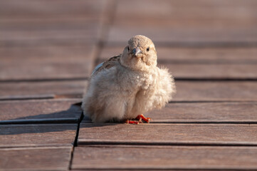 Cute house sparrow (Passer domesticus) on a wooden floor.