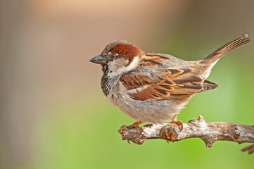 Male house sparrow on a branch. Blurred green background (Passer domesticus).