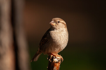 Front view of a cute house sparrow. Blurred dark background (Passer domesticus).