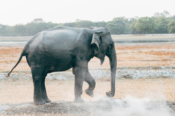 elepehant walking at sunrise in yala national park, sri lanka - obrazy, fototapety, plakaty