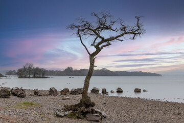 Struggling oak tree by Loch Lomond in Scotland