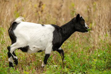 Naklejka na ściany i meble A black and white young goat grazes in a meadow. Breeding small ornamental goats.