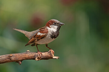 Male House Sparrow (Passer domesticus) on a branch. Green blurred background.