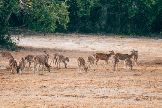 a group of deers in yala national park, sri lanka