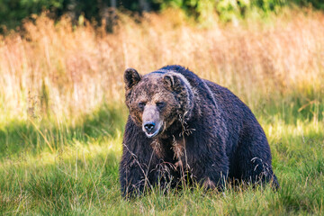 brown bear in the forest