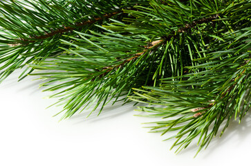 Green branches of a Christmas tree on a white background.