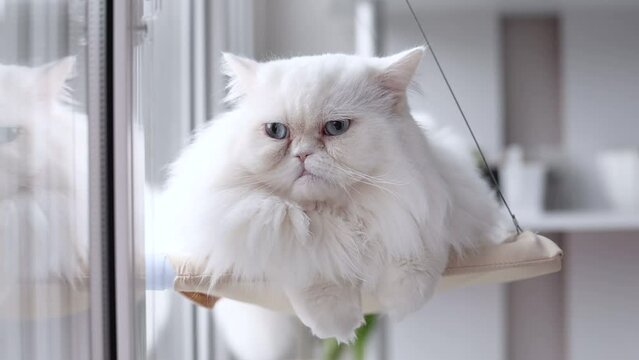 white fluffy cat resting on window hammock bed
