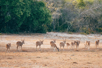 a group of deers in yala national park, sri lanka - obrazy, fototapety, plakaty