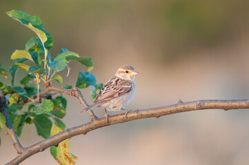 Young house sparrow (Passer domesticus) on a branch.