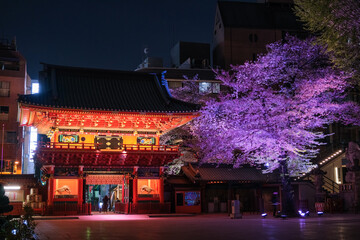 東京都千代田区 神田明神、春の夜桜ライトアップ