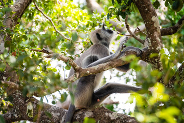 group of langur monkeys up on a tree