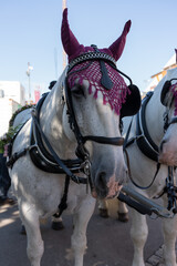 White horses are harnessed to transport the carriage. A horse decorated with festive attributes.