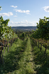 Fototapeta na wymiar Vineyards in Germany against a beautiful backdrop. A vertical photo of vineyards with a beautiful landscape in the background.