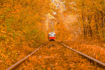 Autumn forest through which the tram travels, Kyiv and rails