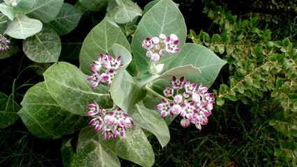 planta flor Calotropis procera