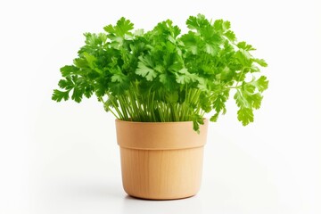 Parsley plant isolated with a pot