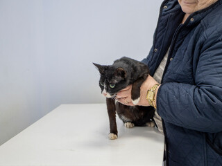 A cat and its owner are in the clinic waiting for a veterinarian, the cat is standing on the table
