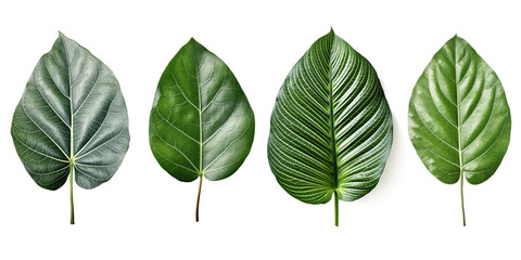 Obraz premium Set of tropical leaves on white background.