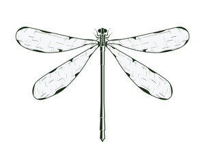 Dragonfly Vector Single Color Illustration EPS