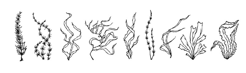 Sketch,doodle seaweed.Vector graphics.