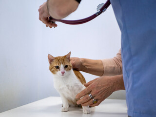 A veterinarian examines a cat in a veterinary clinic, the cat stands on the table next to the owner