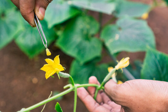 The gardener performs manual pollination by using tweezers to clip male flowers and rubbing them to female flowers