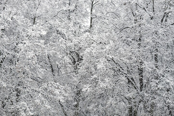 Trees covered with a large layer of snow. Snow-covered branches, snowfall. Winter landscape.