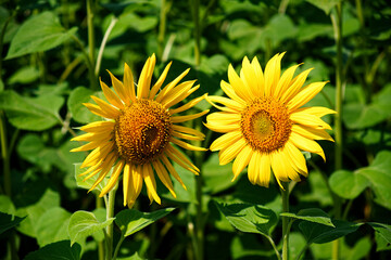 Nature's radiance is on display as two vibrant sunflowers stand tall amidst a sea of green leaves, exuding warmth and joy. Two beautiful sunflower flowers take center stage.