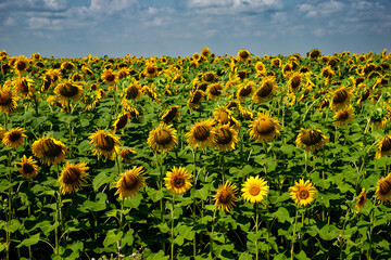 Nature's brilliance shines in this vibrant image of a sunflower field, where the bright yellow...