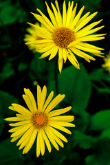 A photo capturing two yellow flowers in full bloom against a dark green background. Beautiful yellow flowers of mountain arnica. Wild flowers.