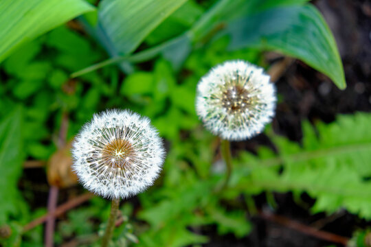 This image captures two dandelion seed heads in a garden setting.