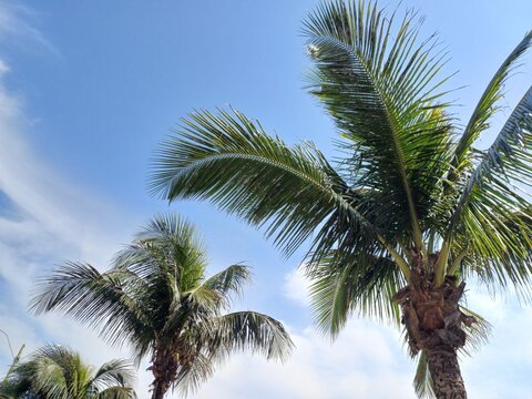 Three coconut trees and blue sky on the beach in Arraial do Cabo, Rio de Janeiro, Brazil