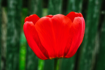 A close-up photo of a red tulip with a green background.