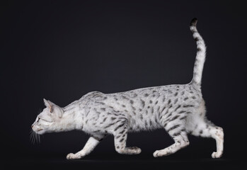 Amazing silver spotted Savannah F5 cat, walking side ways. Looking straight ahead away from camera....