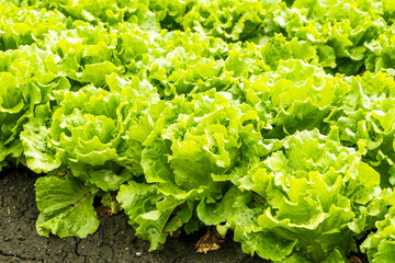 Fresh Fushan lettuce is soon to be harvested in Taiwan's farmland.