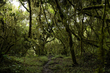 trees in the forest