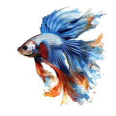 Fototapeta premium Siamese fighting fish