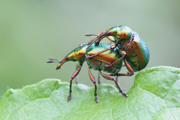 Hazel leaf roller, Byctiscus betulae, copulating weevils on a leaf