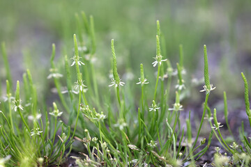 Tiny mousetail,  scientific name Myosurus minimus, wild plant from Finland