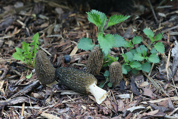 Black morel, Morchella elata, an edible spring fungus growing wild in Finland