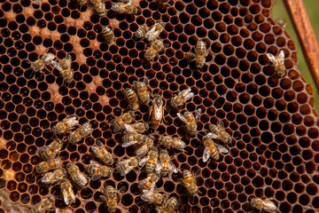 Queen bee in centre. Honeybees in nest around queen bee. .