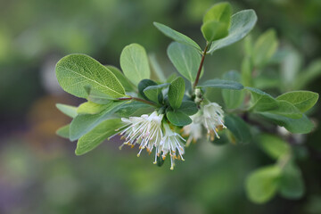 Blue honeysuckle, Lonicera caerulea,  also known as sweetberry honeysuckle, blue-berried...