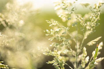 grasses in sunset