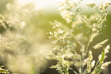 Foto auf Leinwand grasses in sunset © twanwiermans