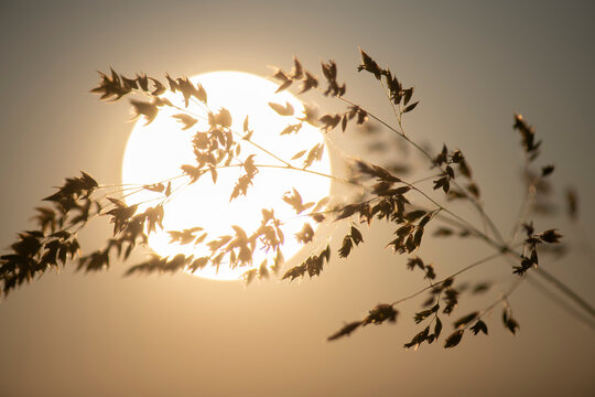 grasses in sunset